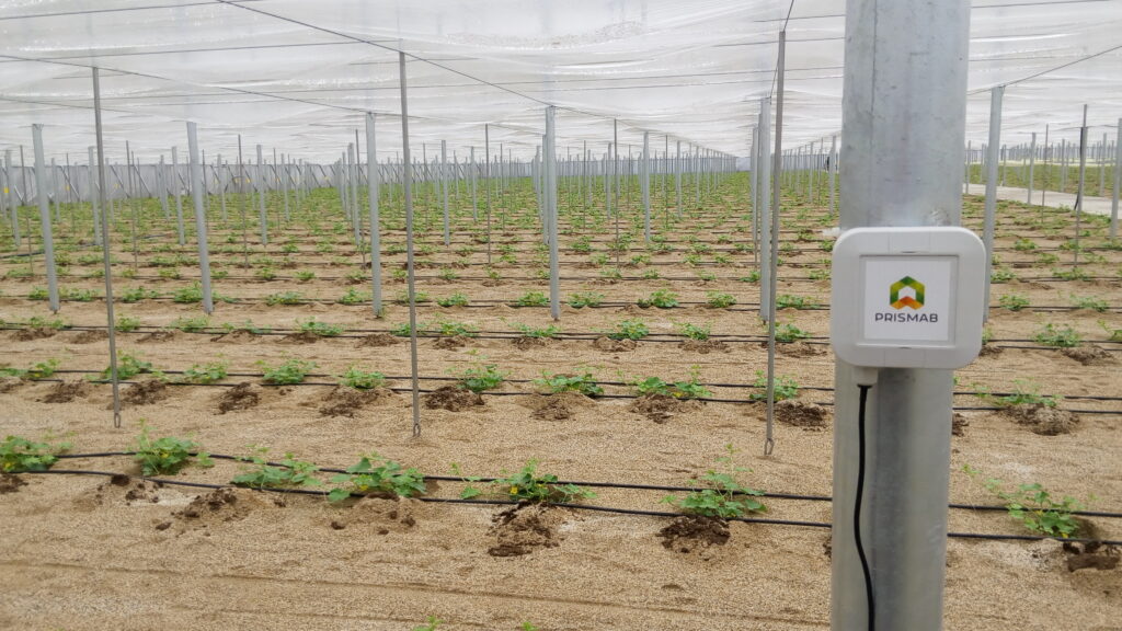 Transmisor Prismab Link instalado en poste dentro de un invernadero con riego por goteo