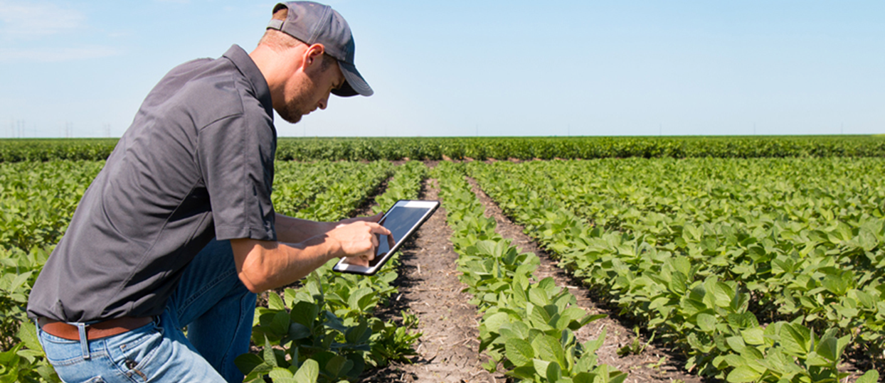 Sensores en la agricultura y el Internet de las Cosas (IoT)