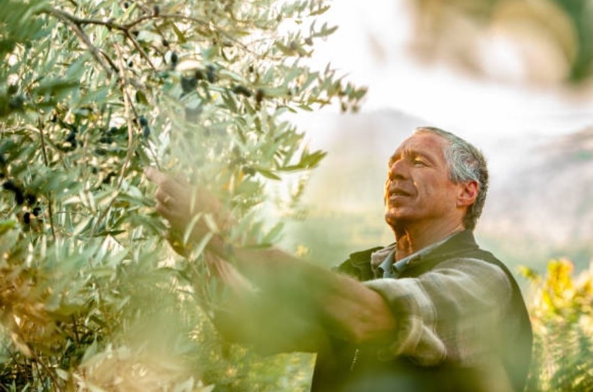 Cuántos litros de agua necesita un olivo por goteo y cómo la tecnología te puede ayudar