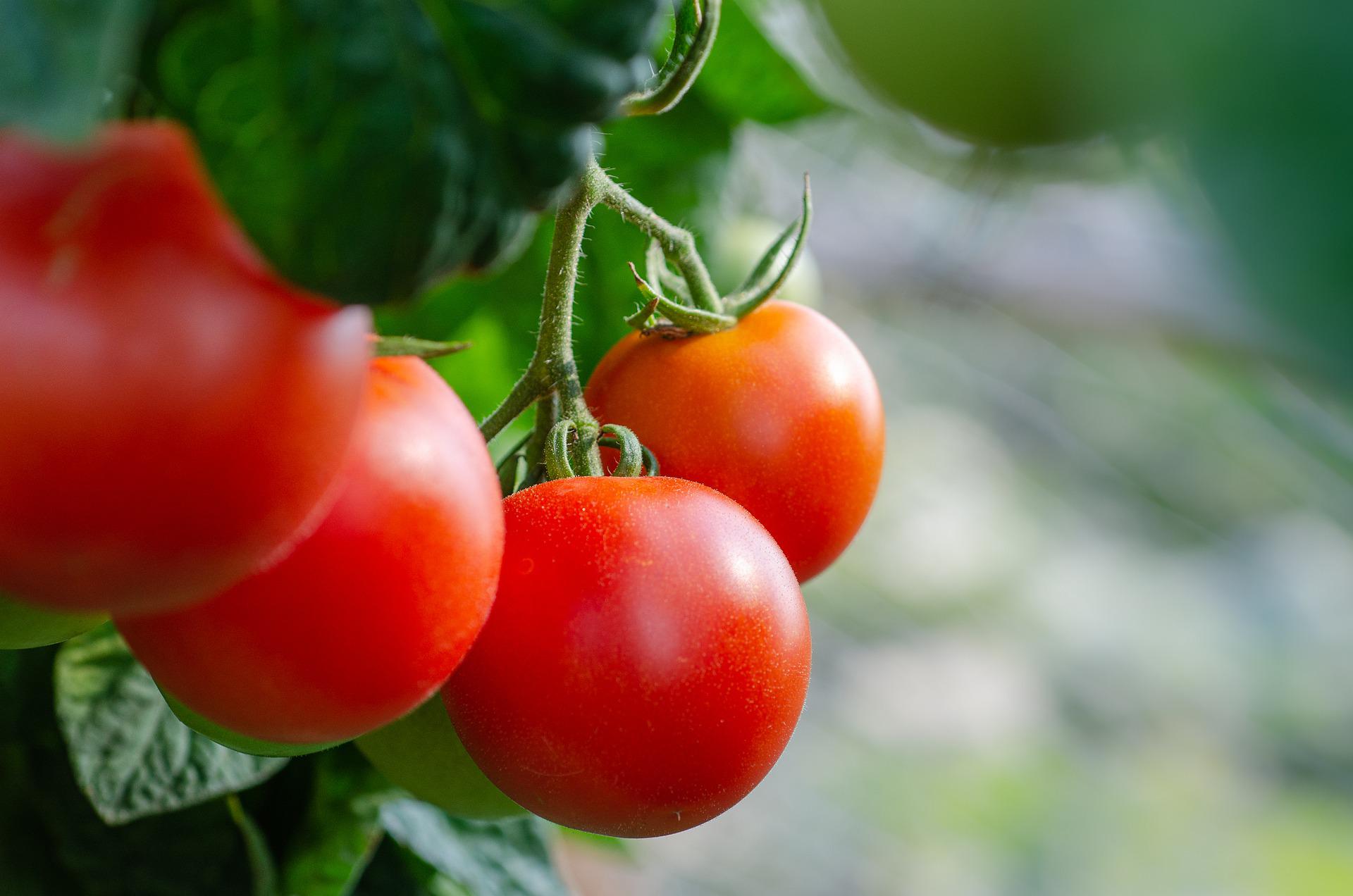 Tomates de secano: consejos para su cultivo
