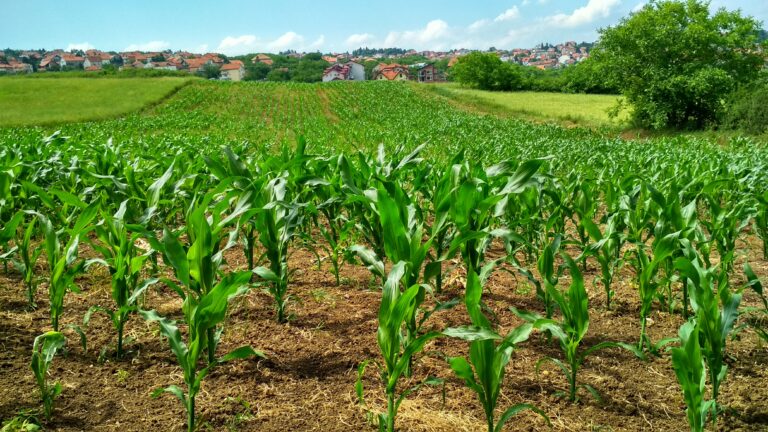 Plantas de maíz en hileras en el campo