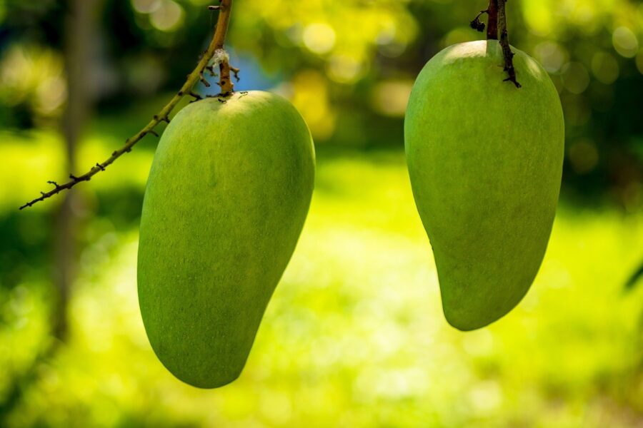 Los 5 requisitos para el cultivo de mango que debes tener en cuenta