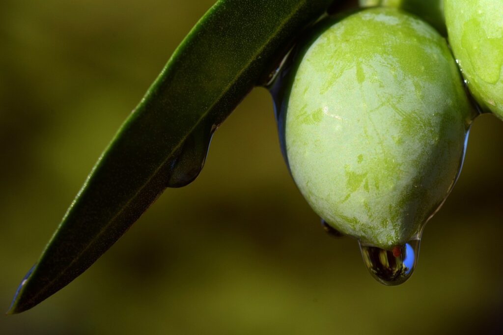 Aceituna verde en la rama con gota de agua colgando y hoja de olivo