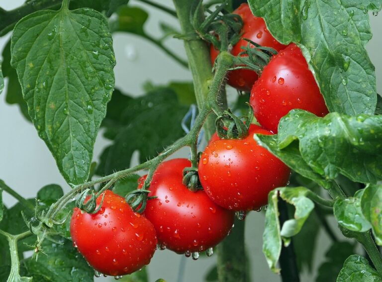 Racimo de tomates rojos brillantes cubiertos de gotas de agua en la planta