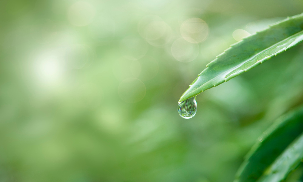 Qué es la huella hídrica y cómo reducirla en tu cultivo