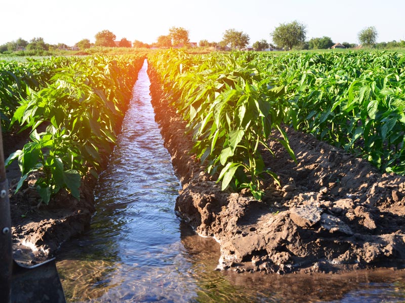 Cuánta agua se necesita para un cultivo y 8 curiosidades más sobre al agua en agricultura