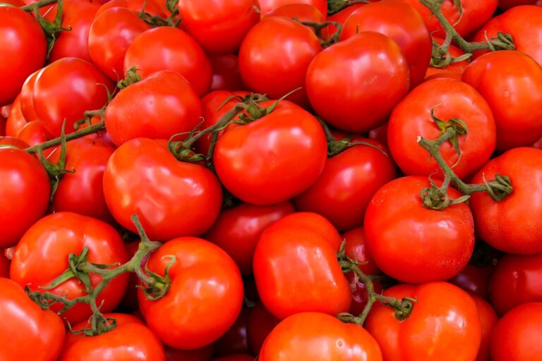 Montón de tomates rojos maduros, algunos con restos del tallo verde