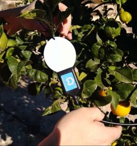 Sensor de humectación de hoja H2 colocado en un árbol