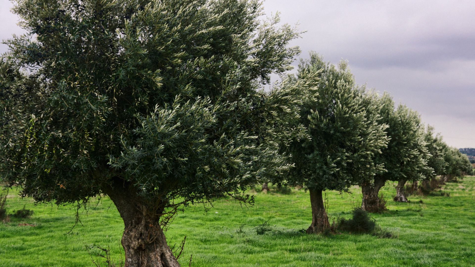 El cultivo del olivar