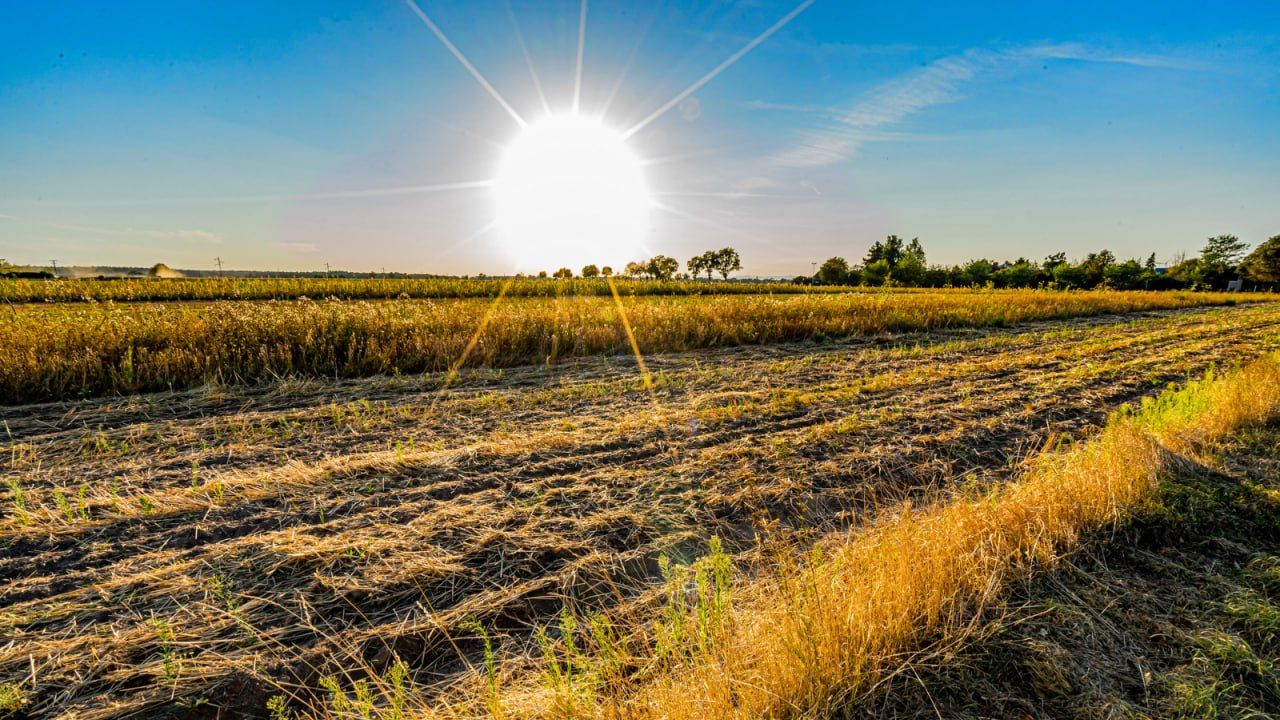 10 cosas que no sabías sobre cómo el calor extremo puede afectar a los cultivos