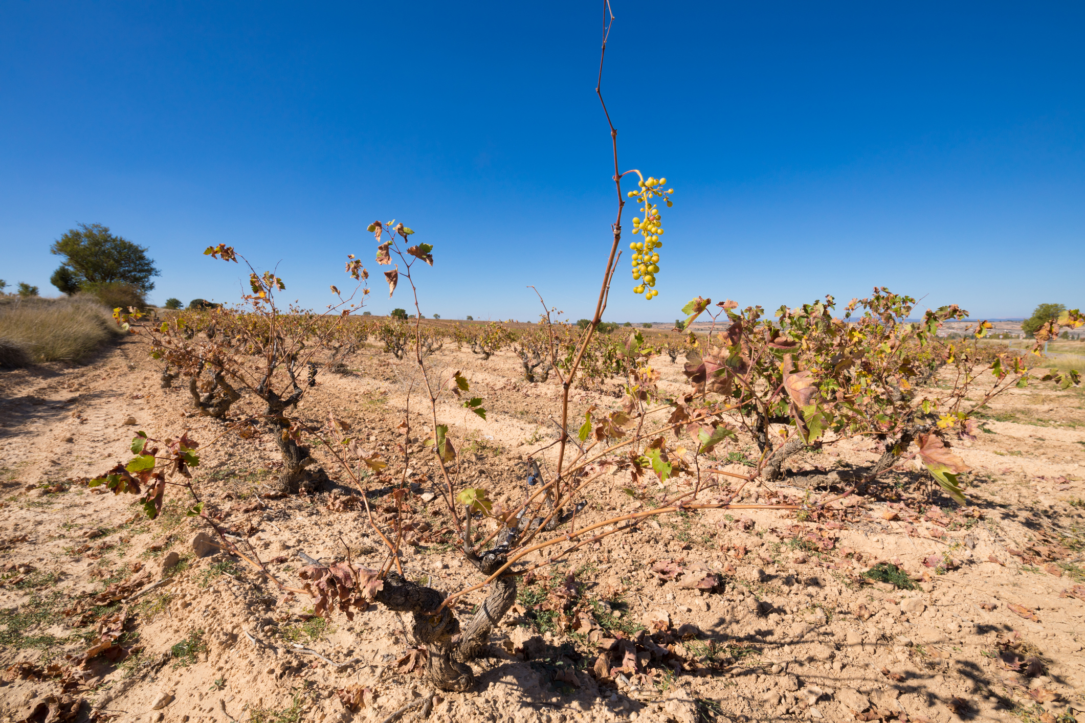 El problema de la desertificación en el sector agrario español