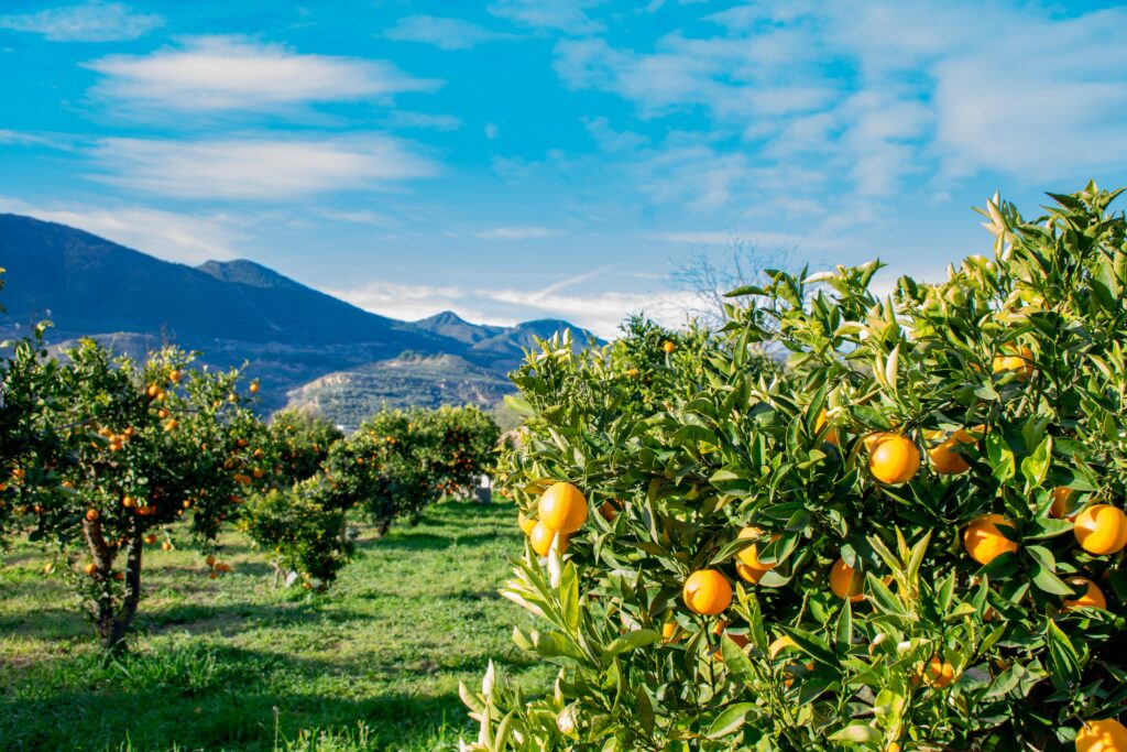 Naranjos cargados de fruta madura en un huerto soleado con montañas al fondo