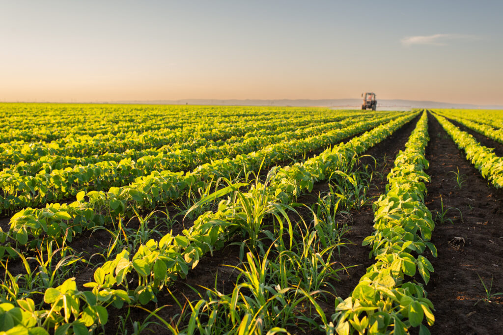 Campo de plantas verdes en surcos con tractor al fondo bajo luz dorada