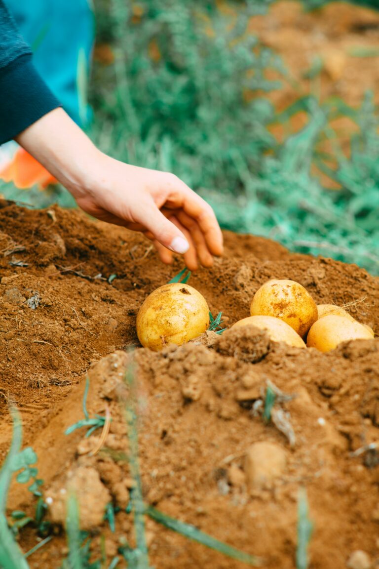 Manos sosteniendo patatas recién arrancadas de la tierra
