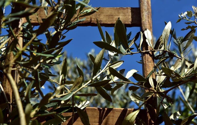 Ramas de olivo entrelazadas en escalera de madera rústica bajo cielo azul