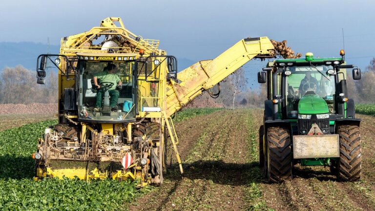 Cosechadora descargando remolacha en el remolque de un tractor