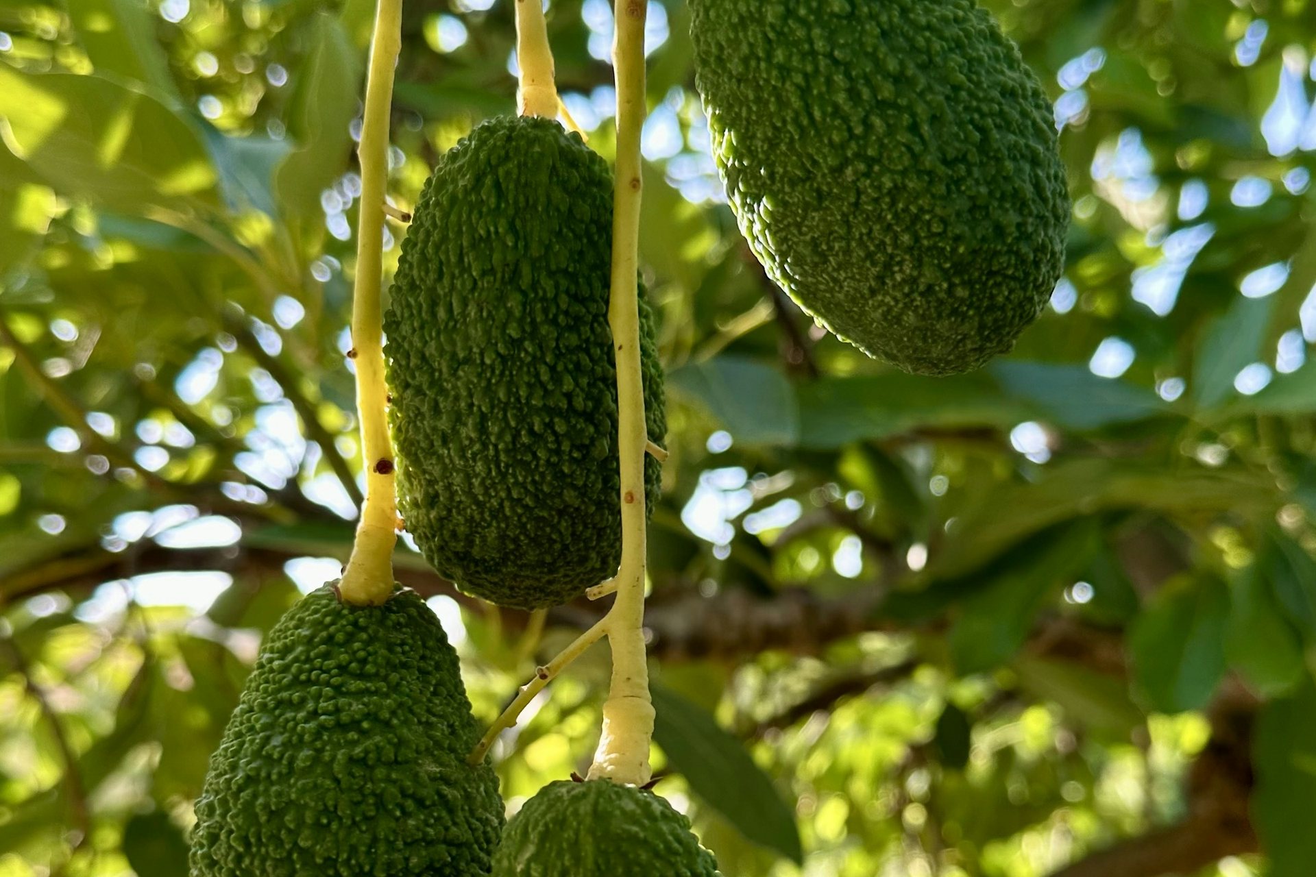 Aguacates Hass colgando de un árbol en una finca de Málaga