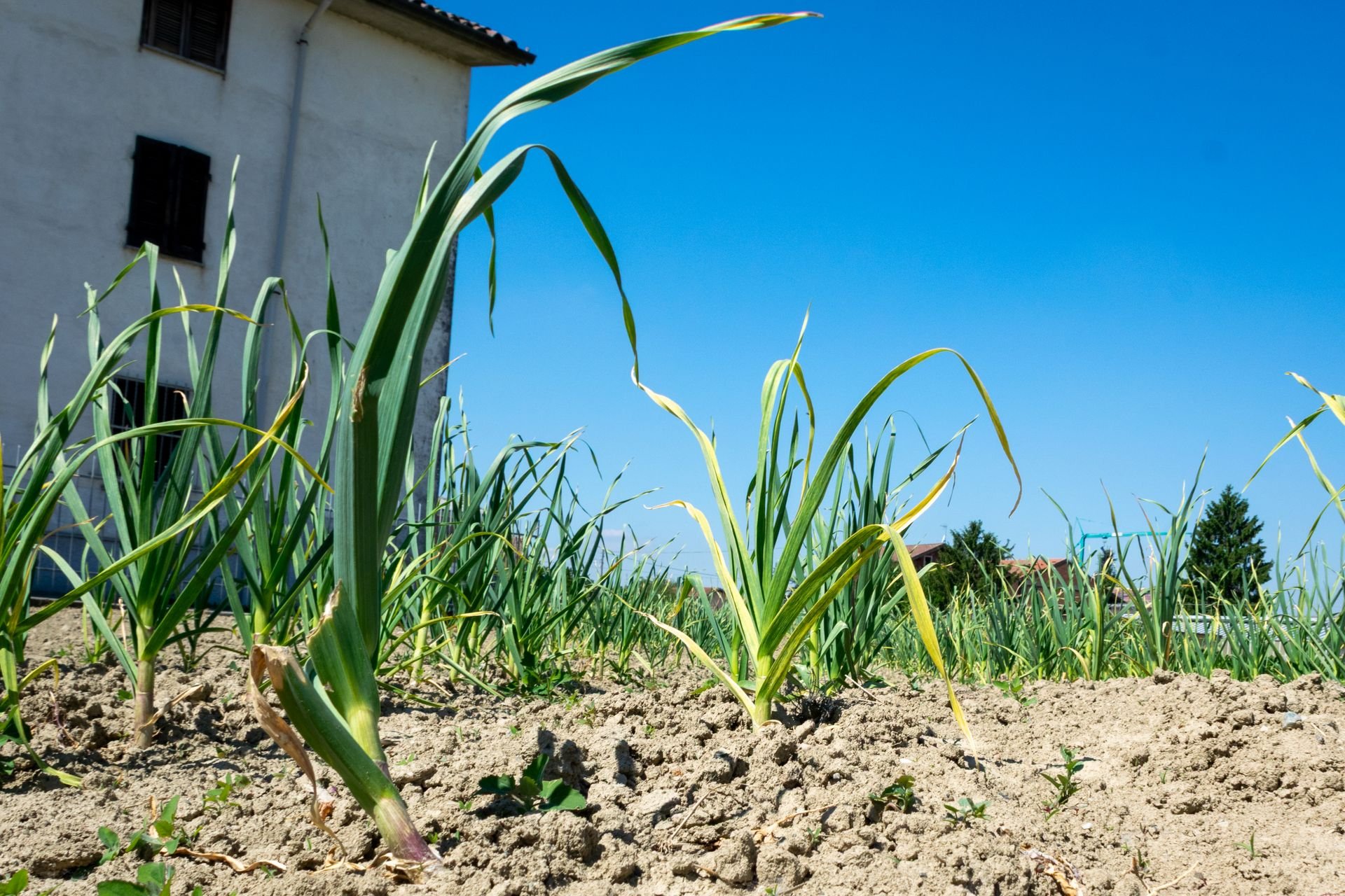 Plantas de ajo creciendo en hileras en el campo