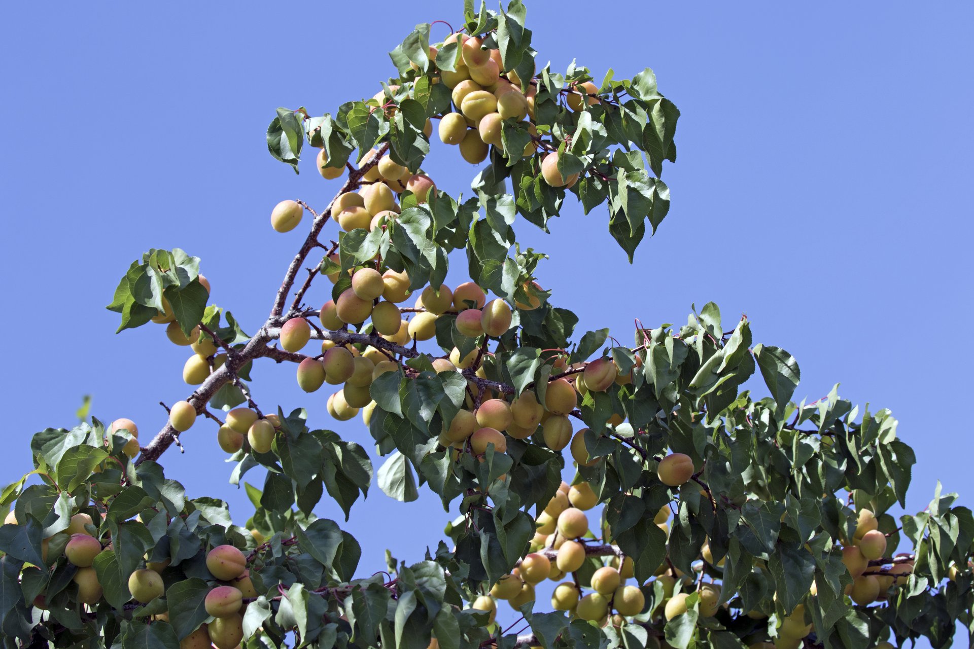 Albaricoques maduros en las ramas del albaricoquero