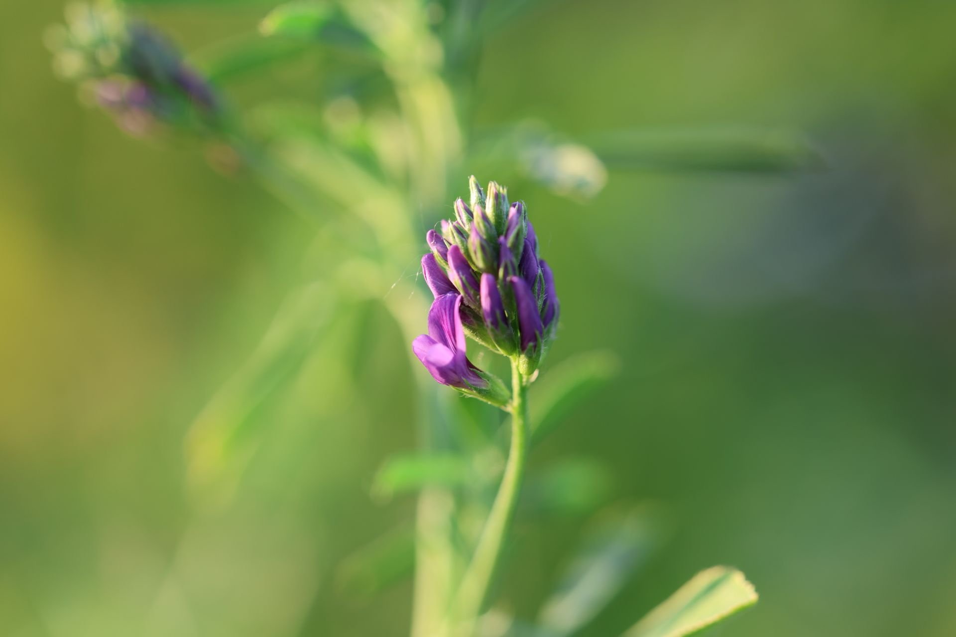 Flor morada de alfalfa en la planta