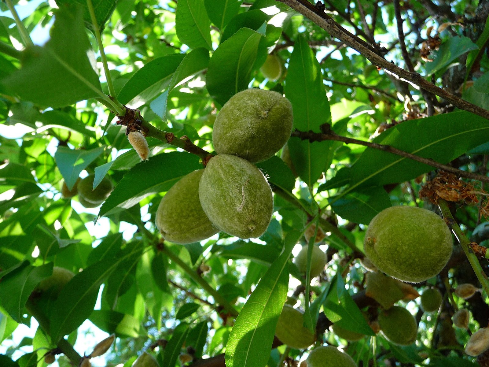 Almendras verdes en el árbol durante el llenado del grano