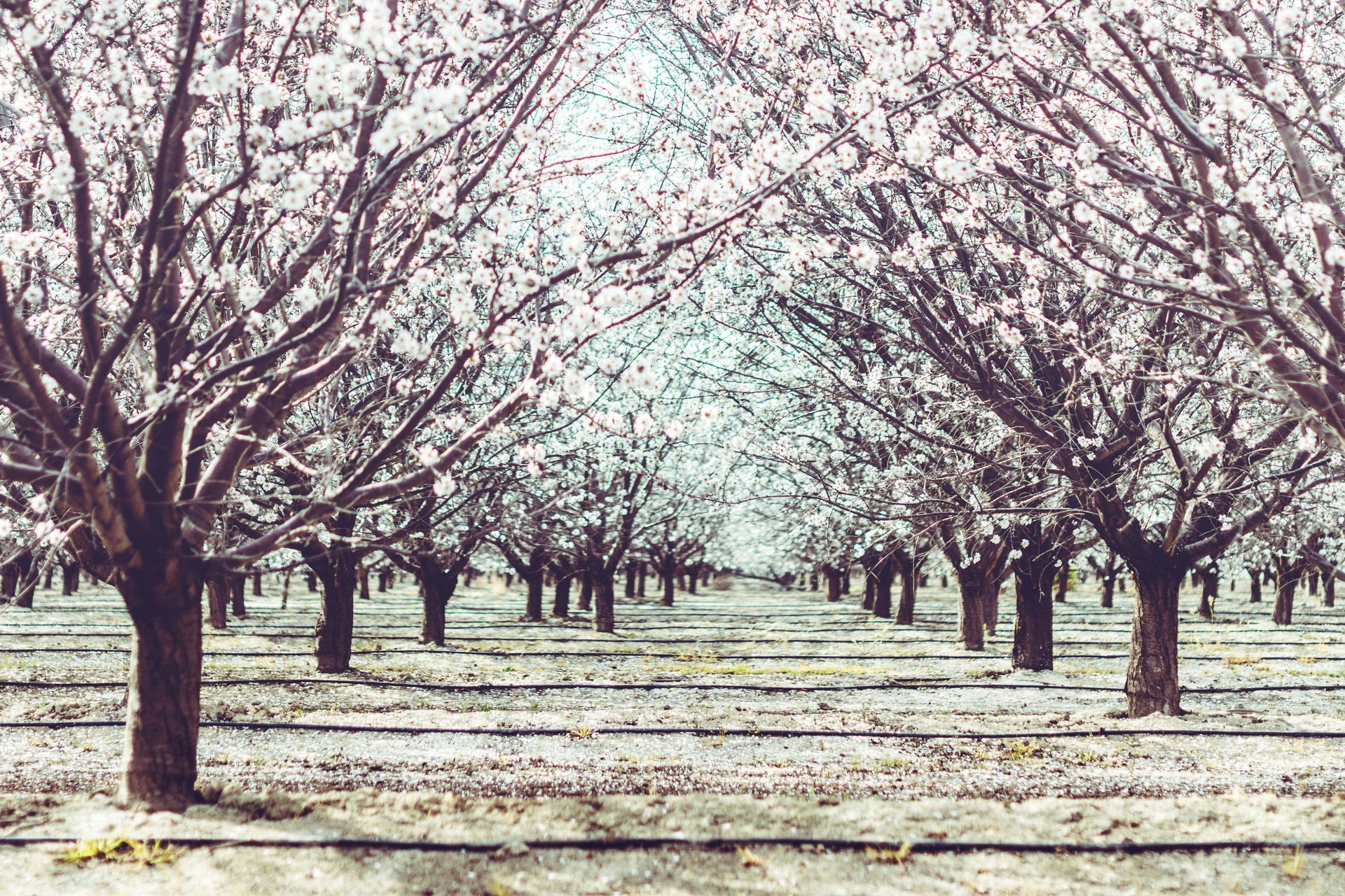 Plantación de almendros en floración, en hileras