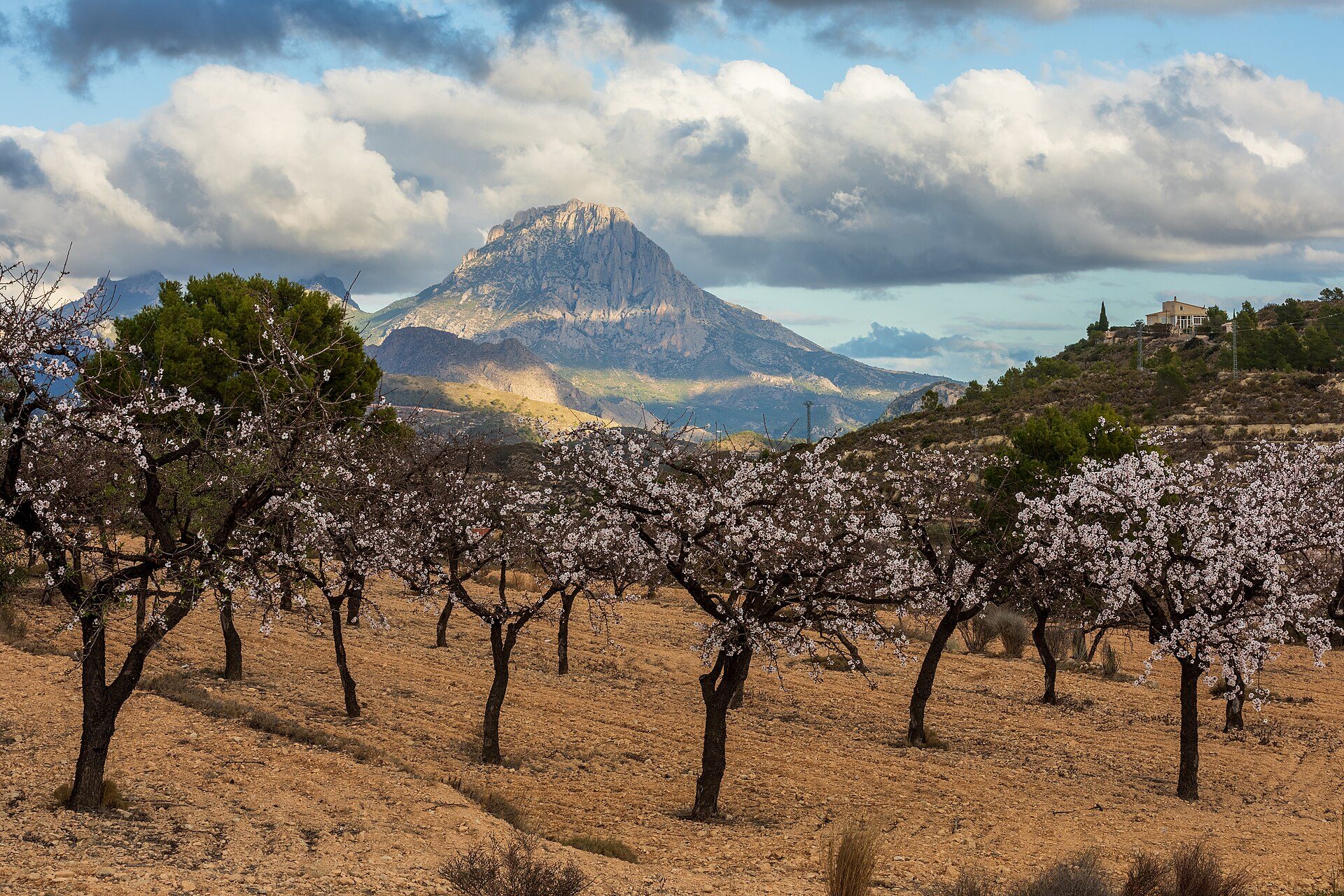Almendros de secano en flor con marco amplio y suelo desnudo en una ladera de montaña