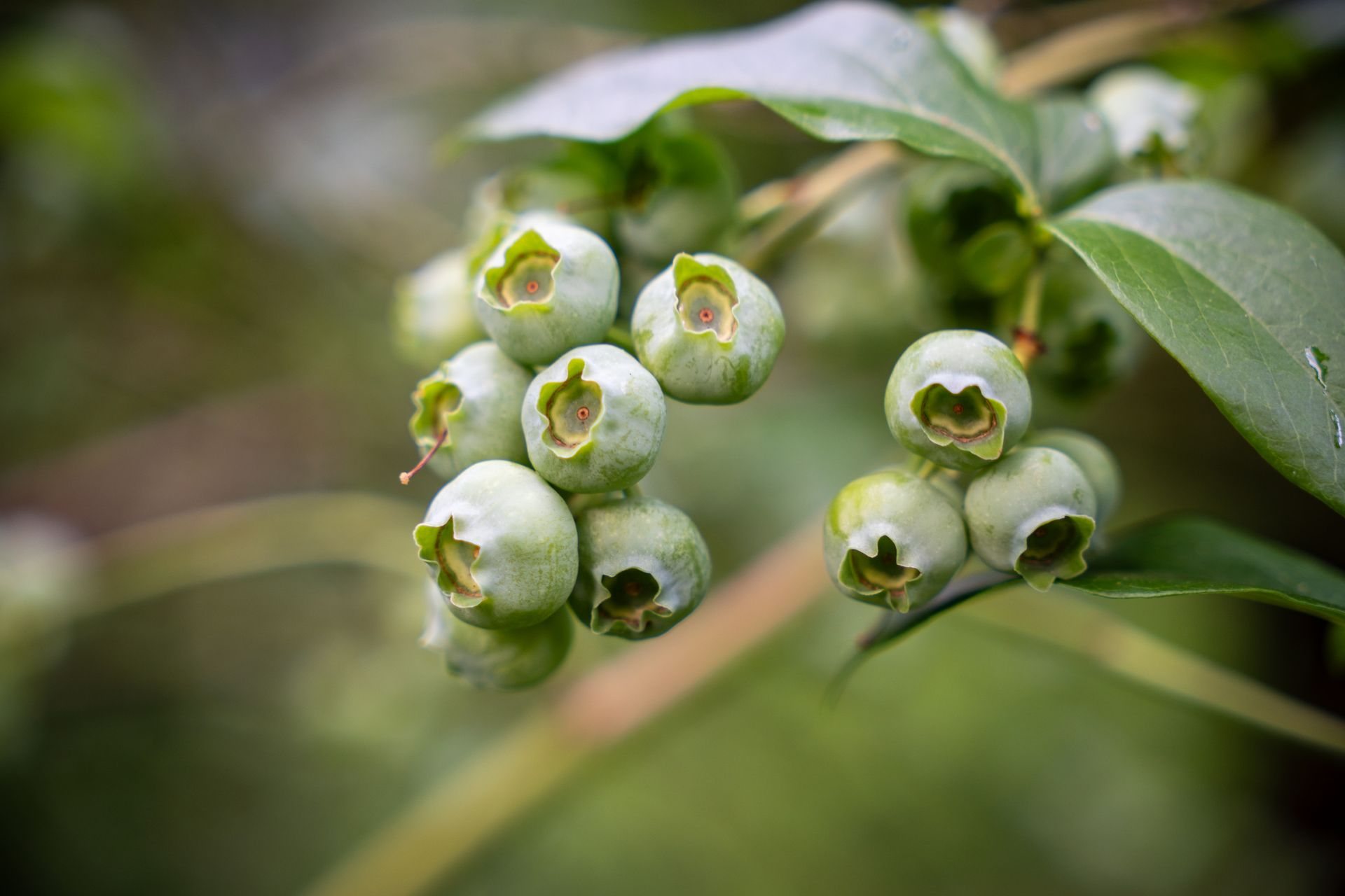 Racimos de arándanos todavía verdes en la planta