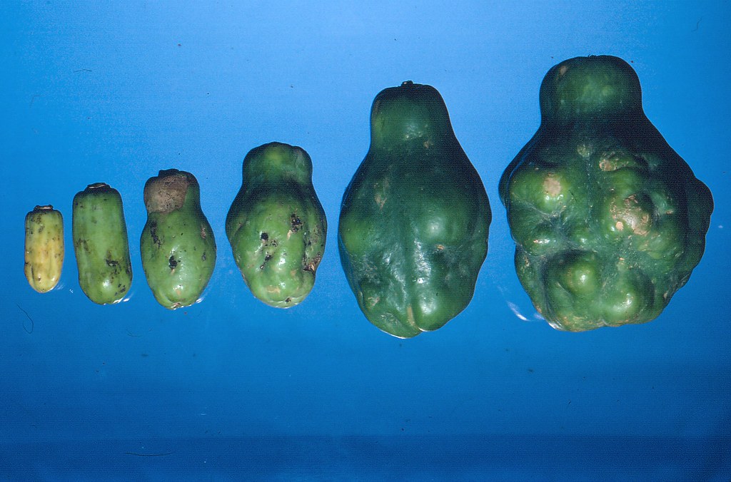 Frutos de papaya deformados y abollonados por carencia de boro, de menor a mayor tamaño.