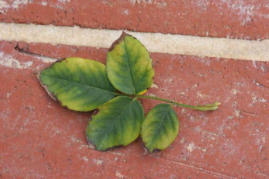 Hojas viejas de rosal amarillentas con una V verde invertida por exceso de boro