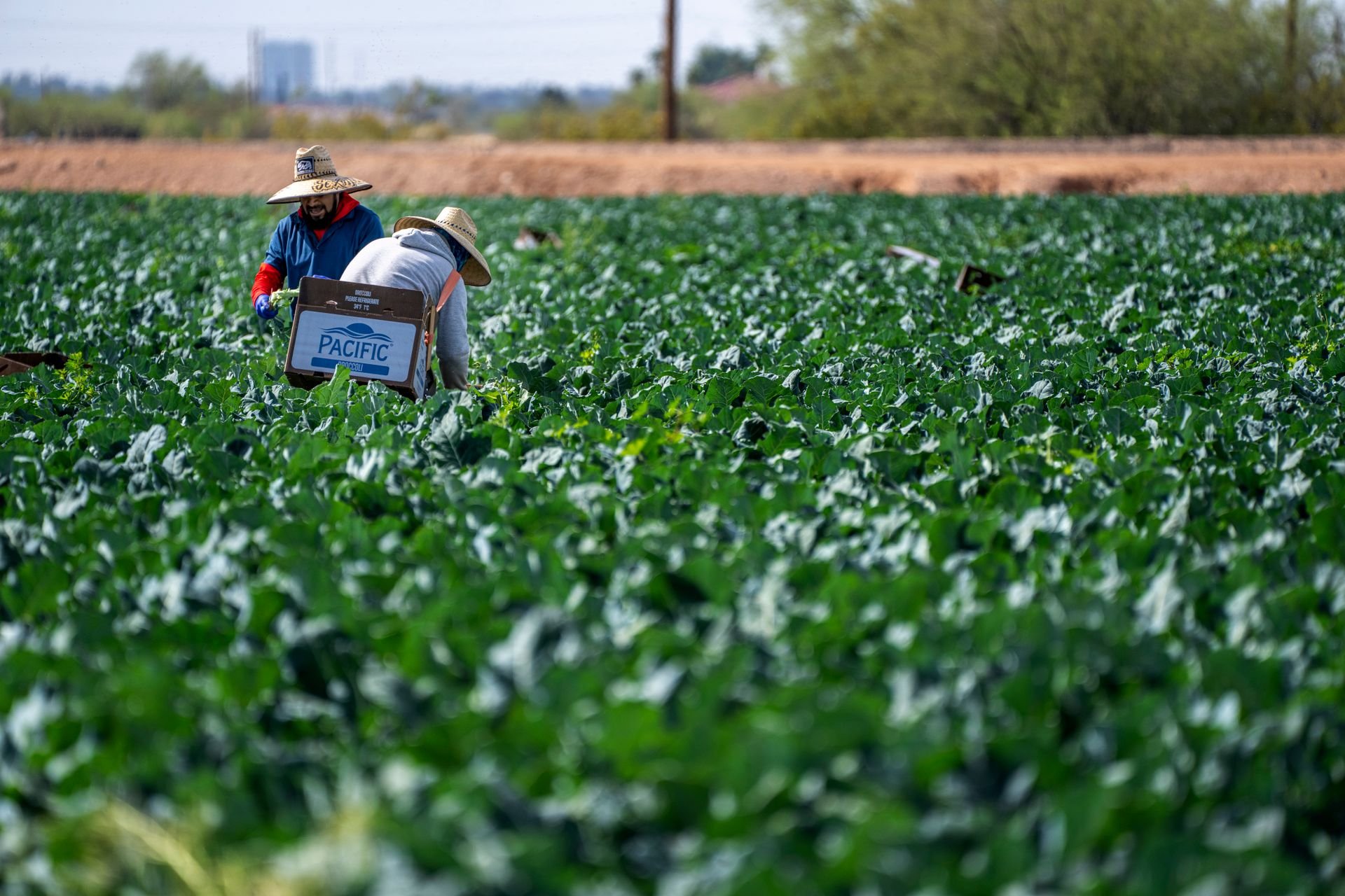 Campo de brócoli en plena recolección