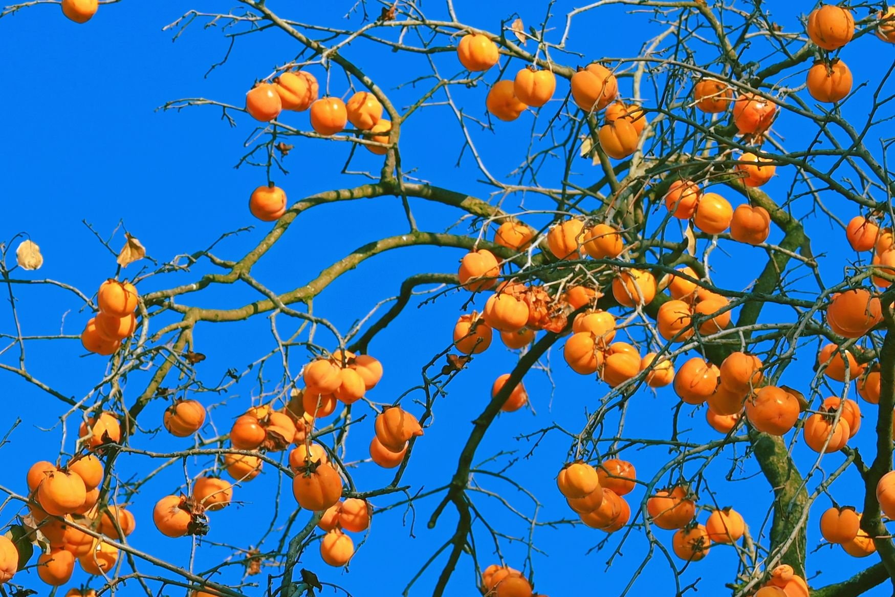 Caquis maduros de color naranja en las ramas del árbol