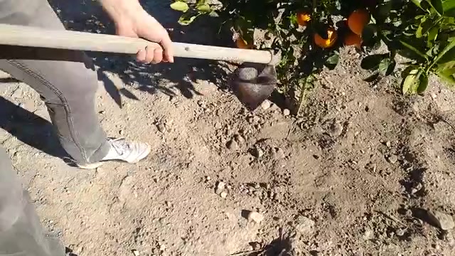Persona cavando con azada al pie de un naranjo para instalar un sensor de suelo