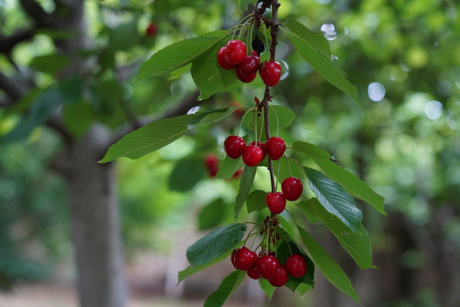Racimos de cerezas rojas maduras en una rama de cerezo