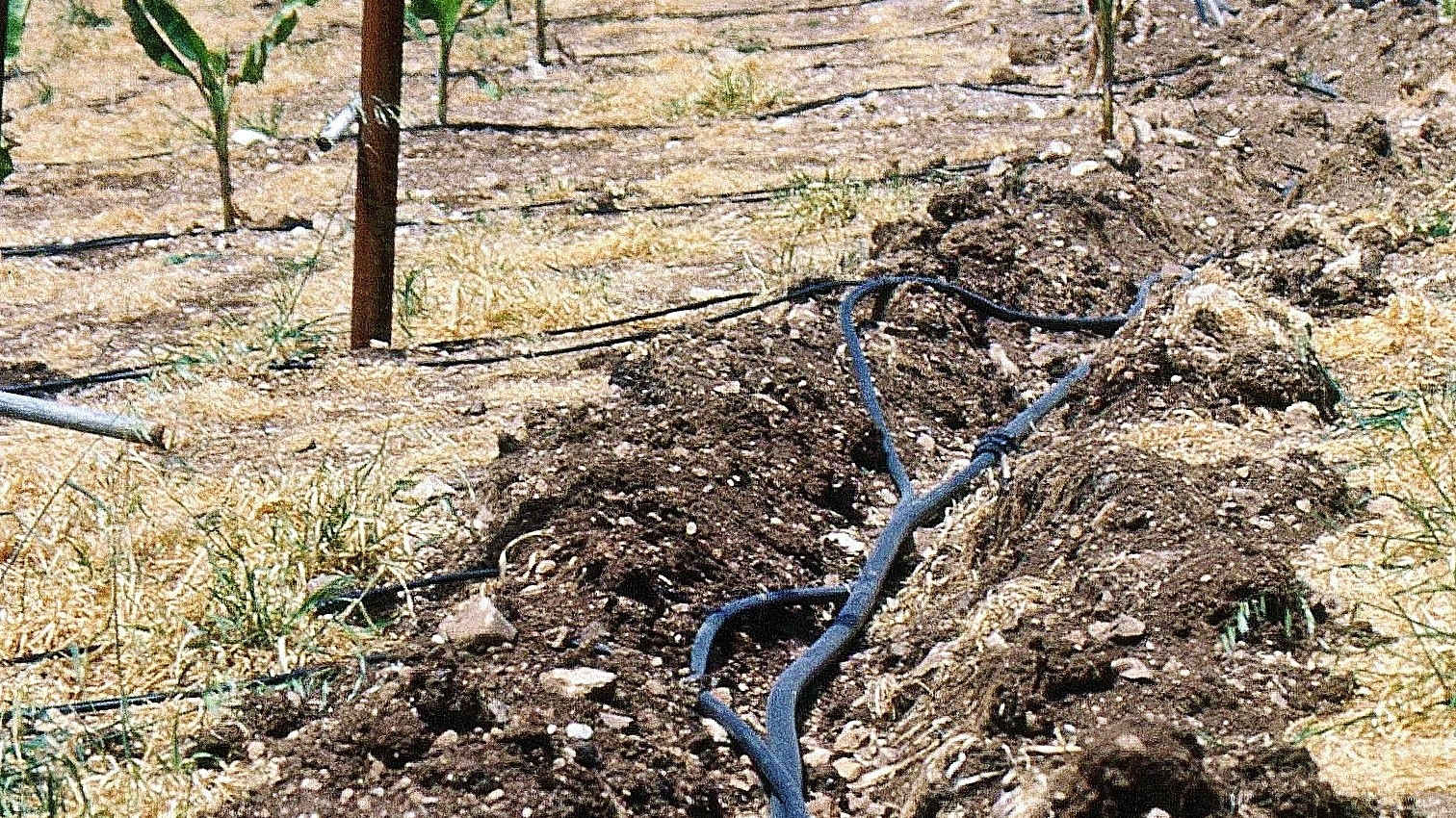 Cinta de exudación colocada en una zanja junto a una línea de árboles jóvenes en plantación, antes de cubrirla con tierra