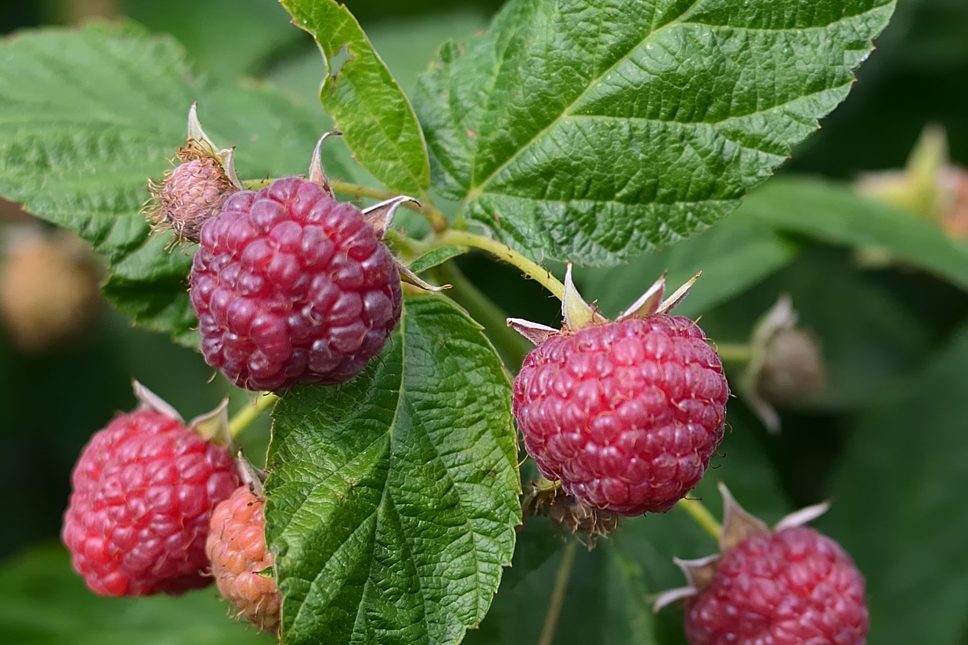 Frambuesas rojas maduras en la planta