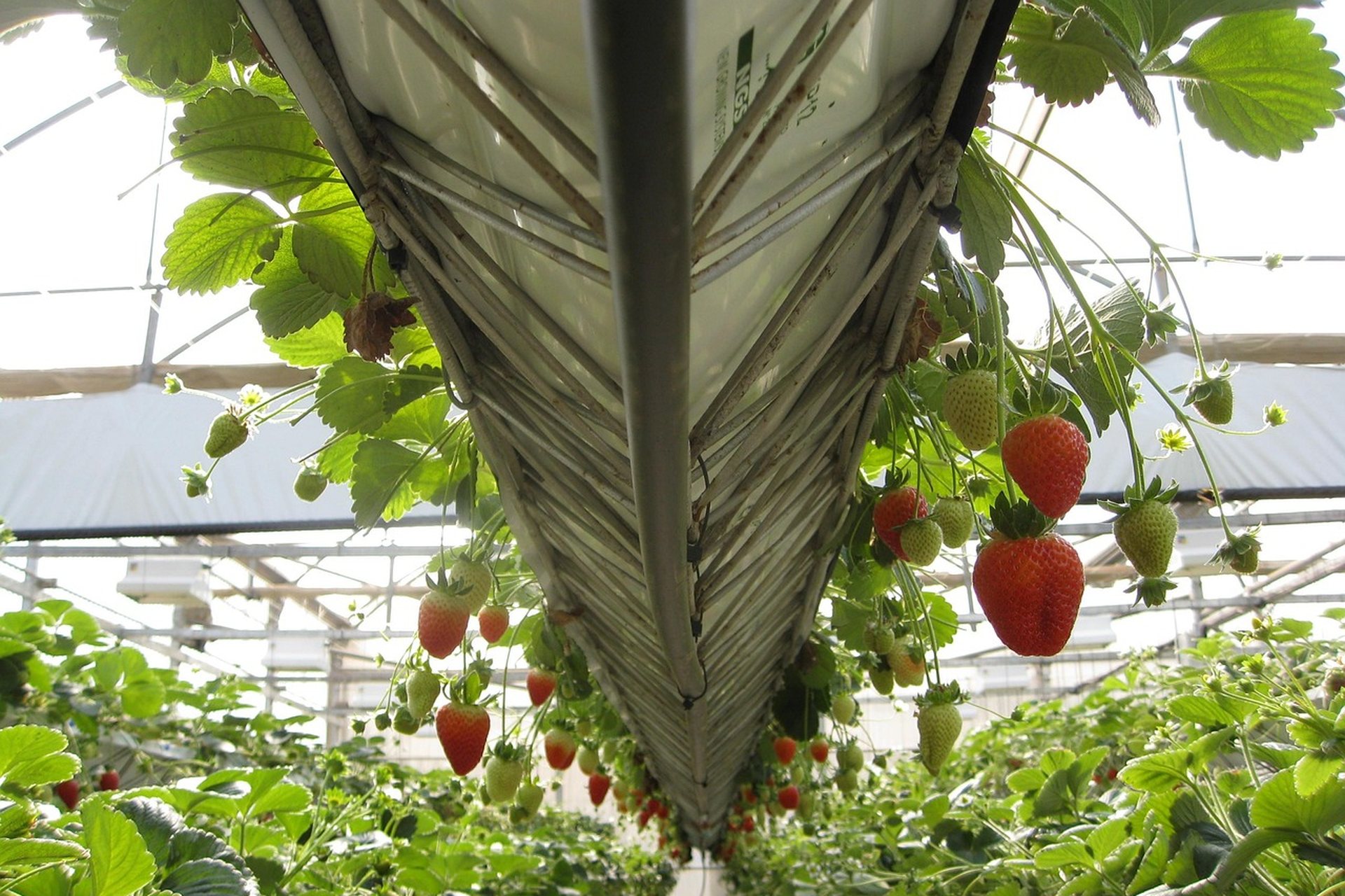 Plantas de fresa con fruto en un invernadero