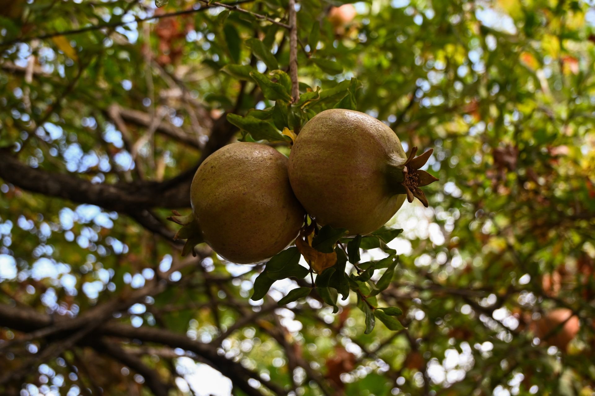 Granadas maduras en las ramas del granado