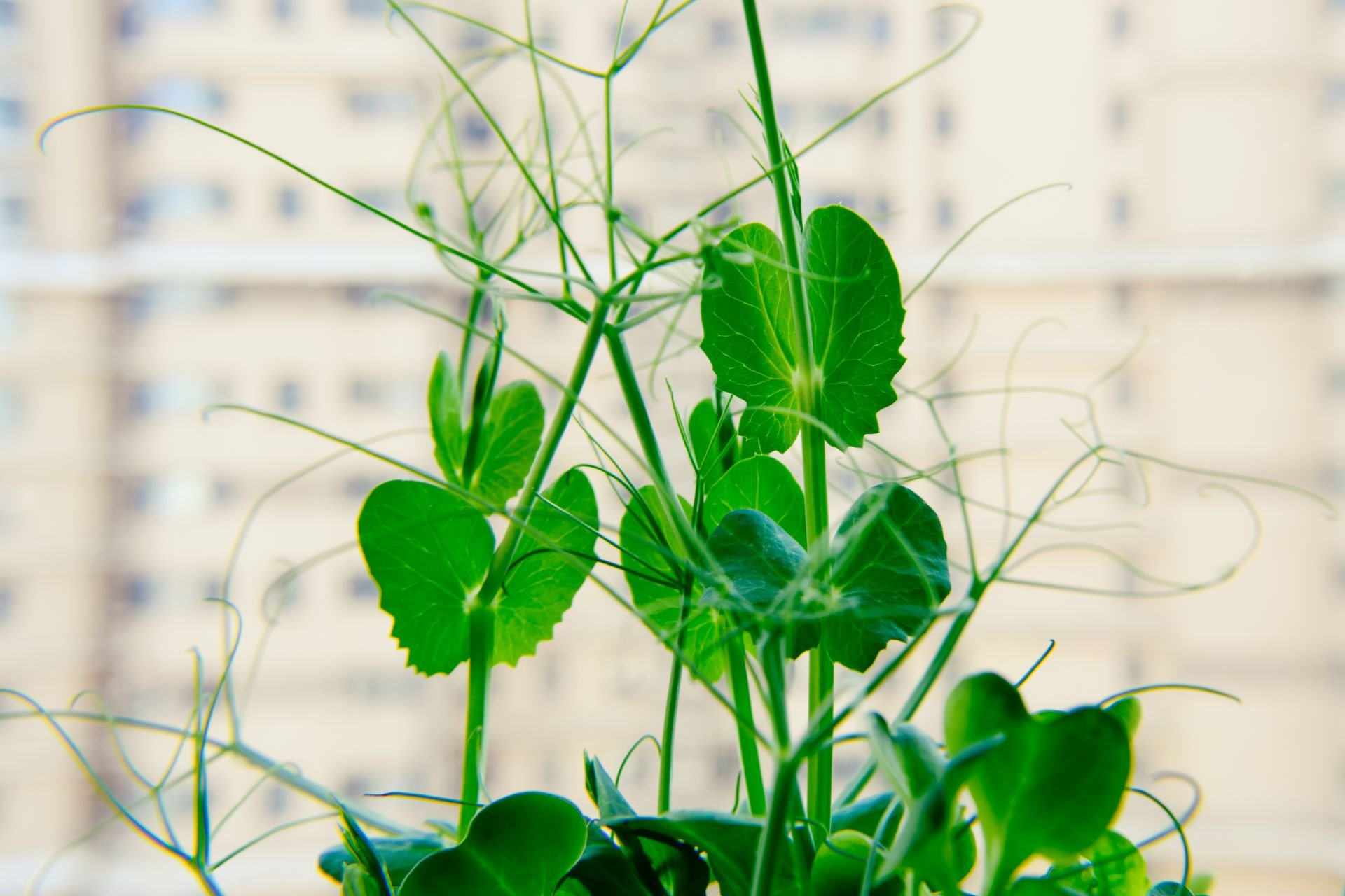 Planta de guisante con hojas y zarcillos