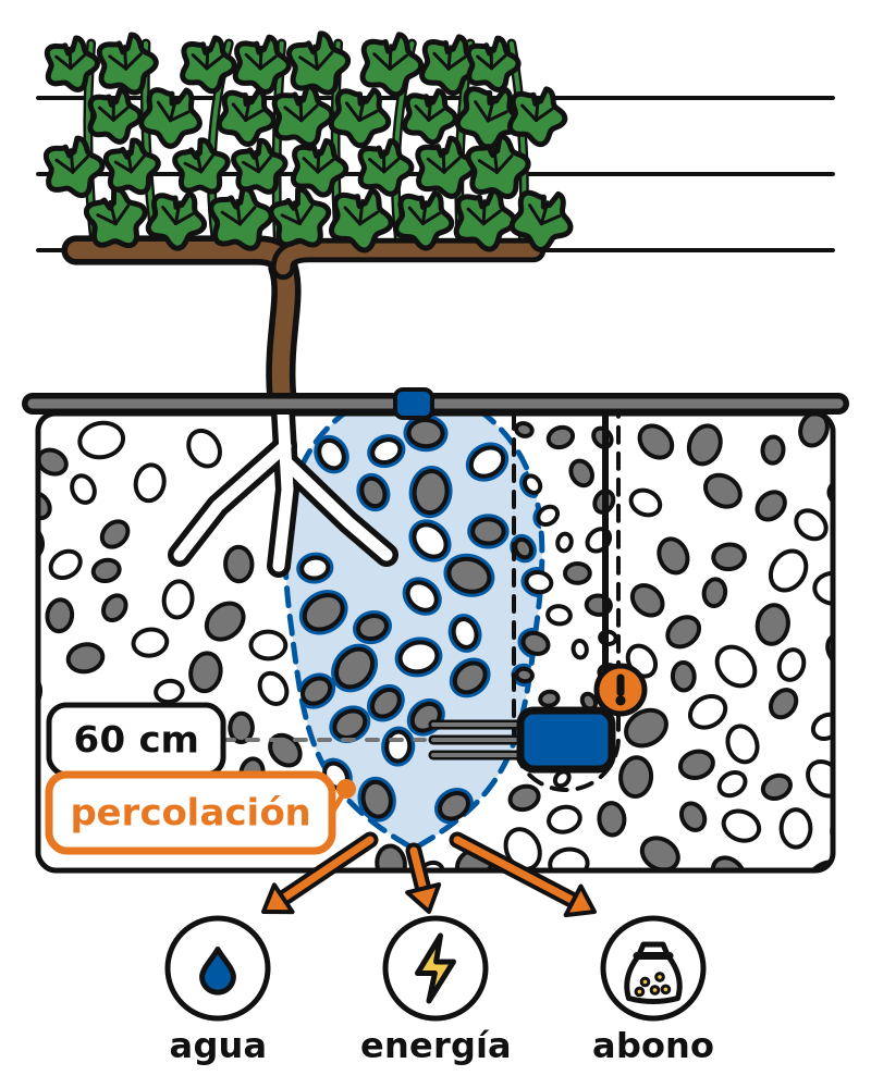 Cepa regada por goteo con el bulbo de agua bajando más allá de la sonda de 60 cm