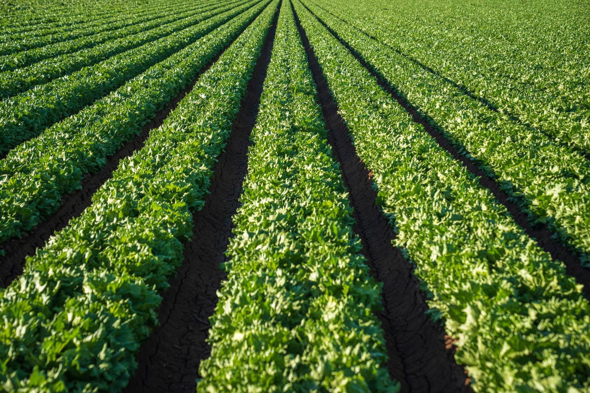 Campo de lechugas en hileras al aire libre