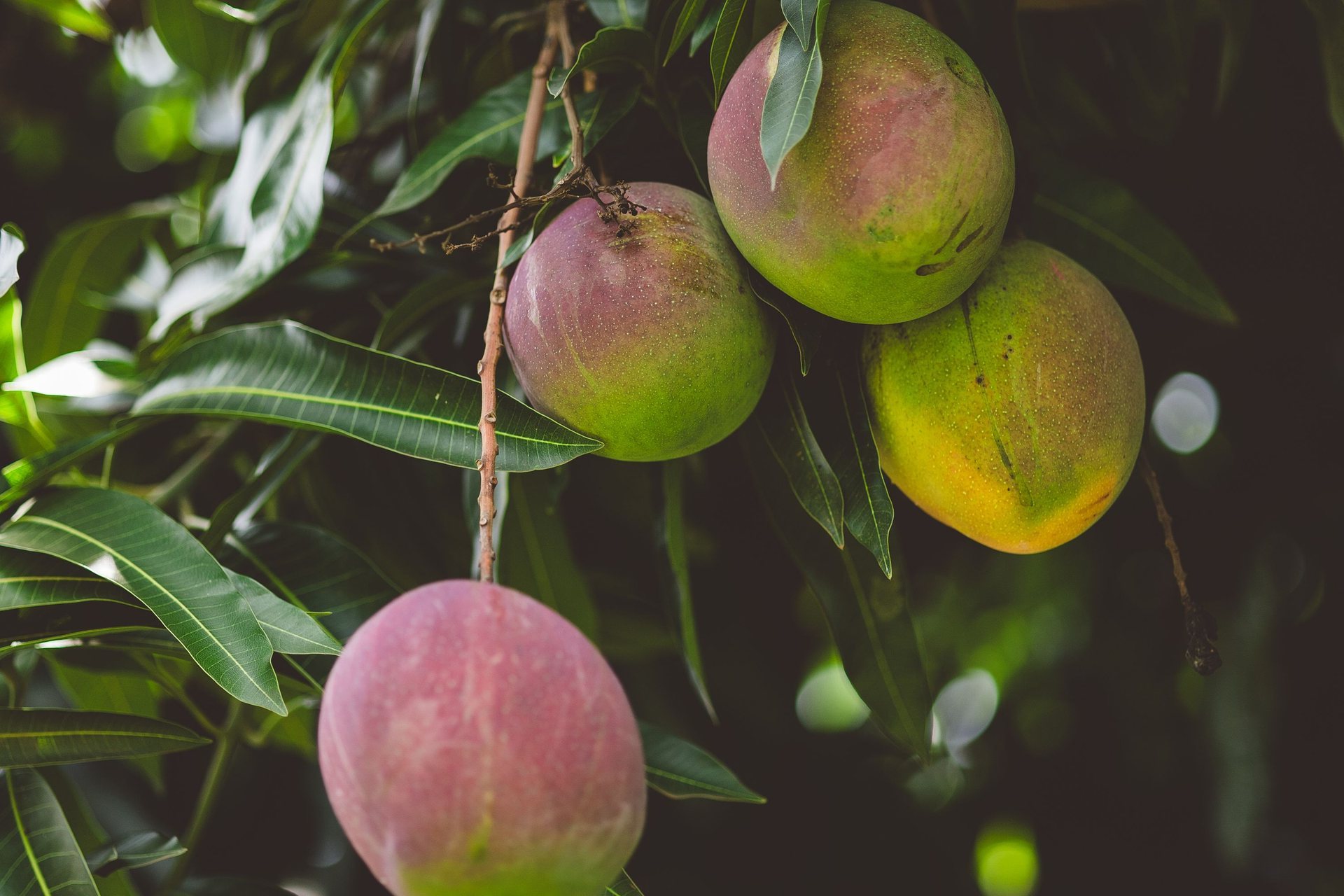 Mangos colgando de las ramas del árbol