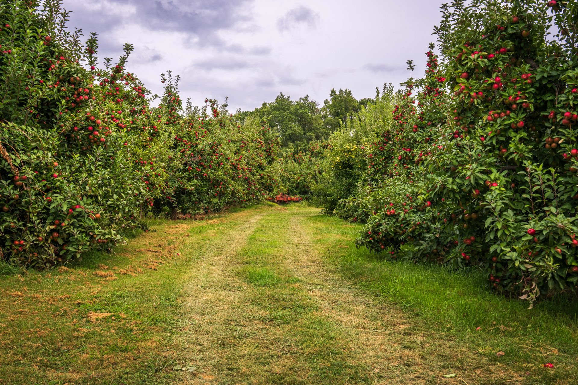 Hileras de manzanos cargados de manzanas rojas