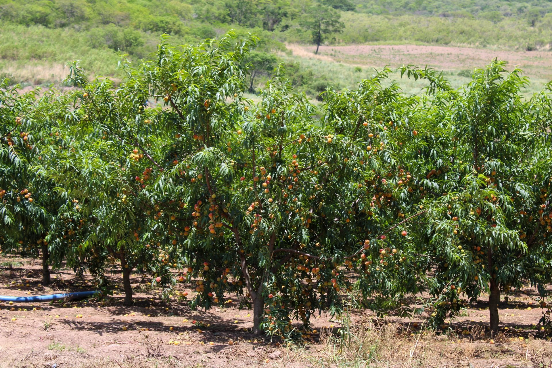 Hilera de melocotoneros cargados de fruta