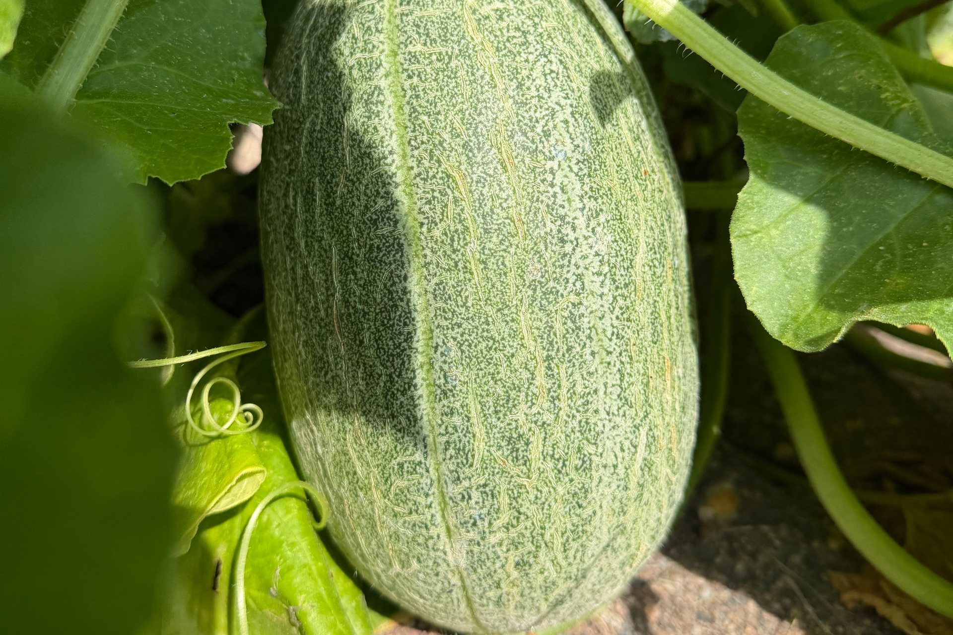 Melón creciendo en la planta entre las hojas