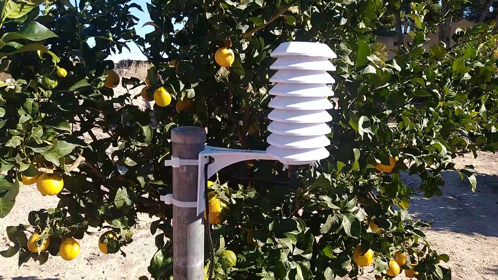 Sensor ambiental MET3 de Prismab en un poste entre naranjos con fruta