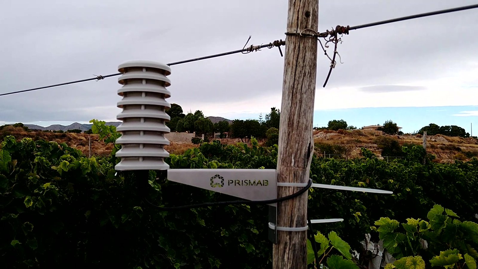 Sensor ambiental MET3 de Prismab en un poste sobre un viñedo en espaldera