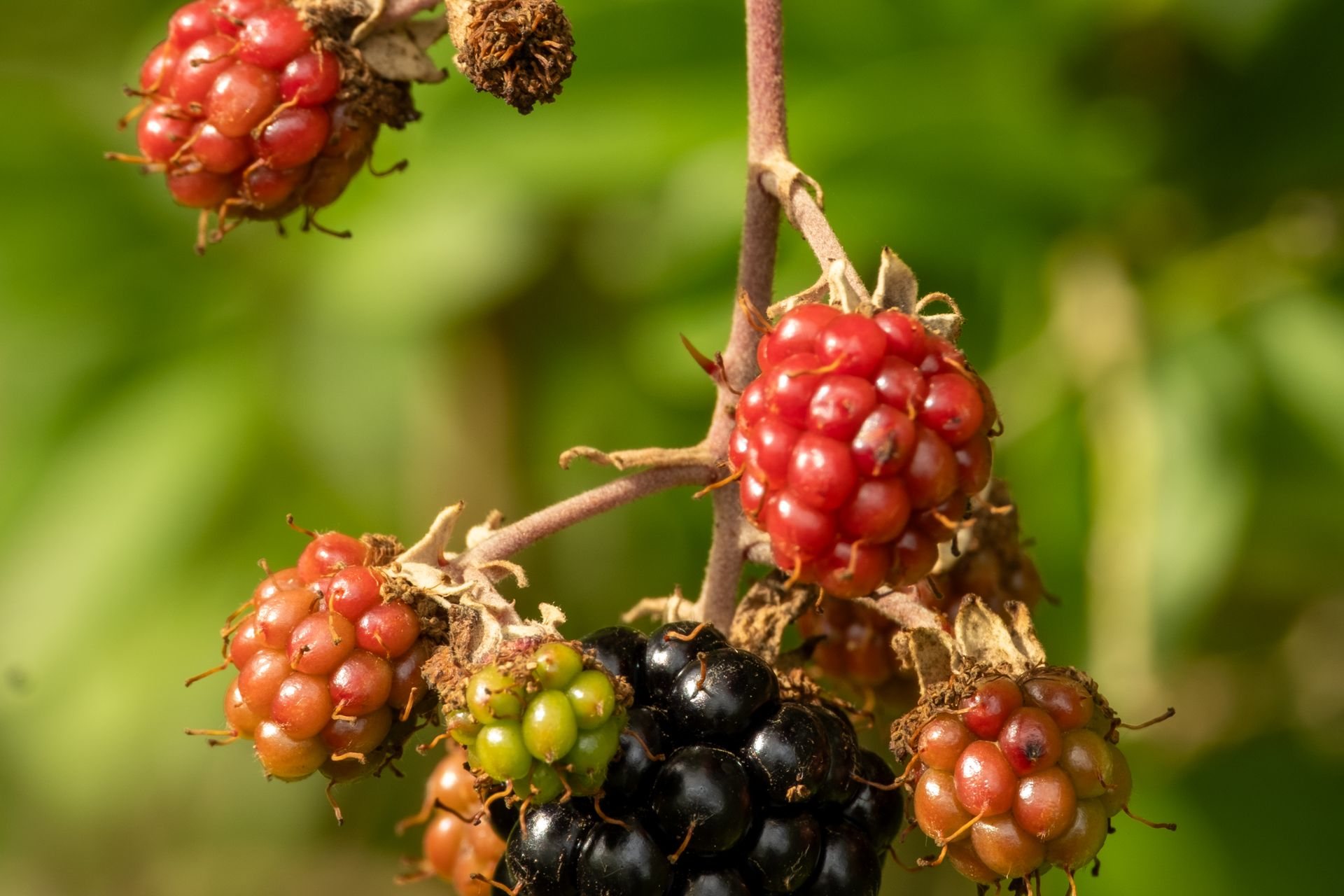 Racimo de moras en maduración en la planta