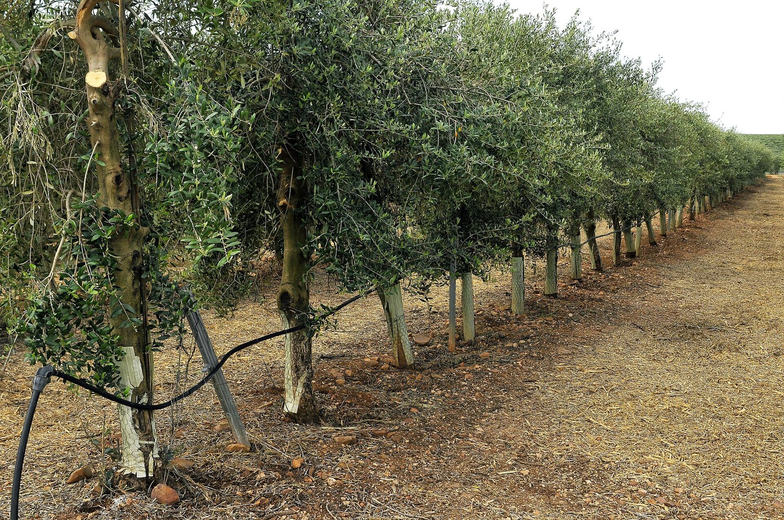 Olivar adulto en seto con riego por goteo