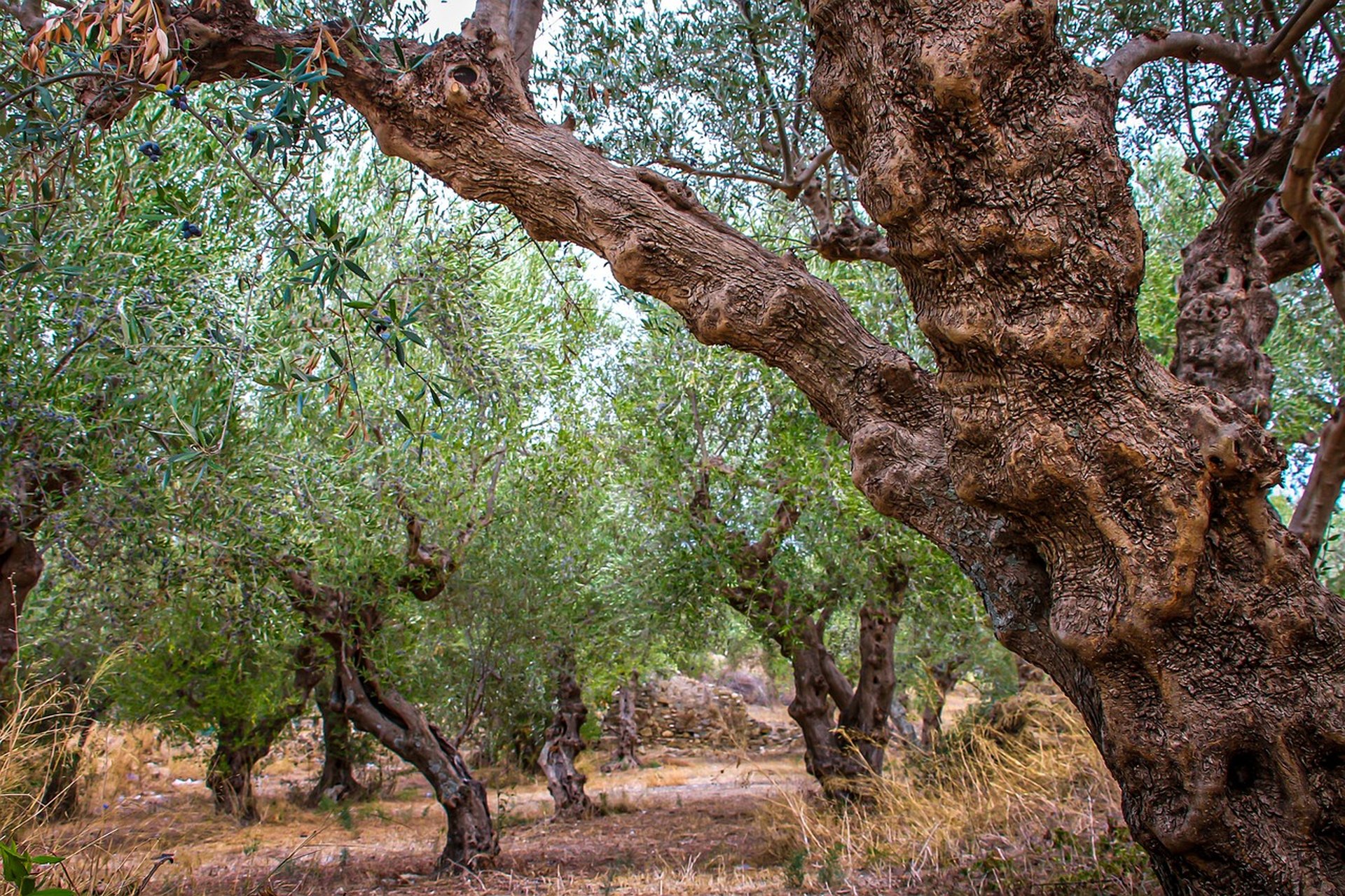 Olivar con olivos adultos de tronco grueso y retorcido
